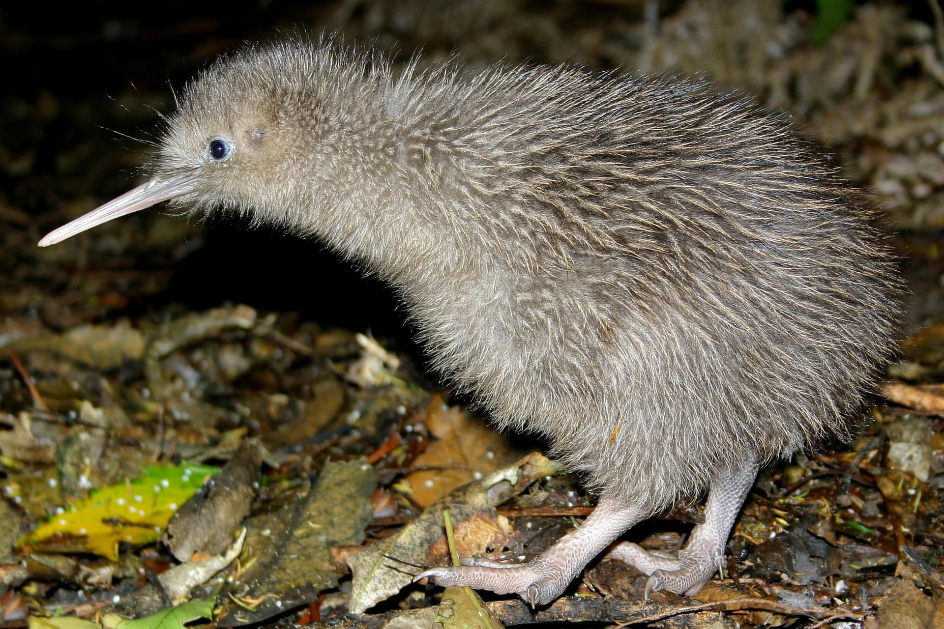 Willowbank Wildlife Reserve Ticket - image 5